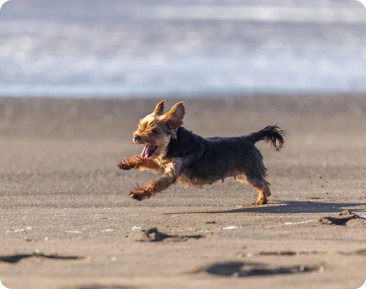 Energetic dog playing by the shore