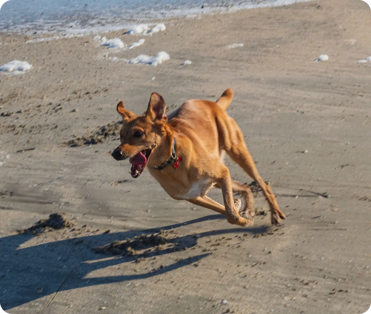 Playful dog sprinting near ocean waves