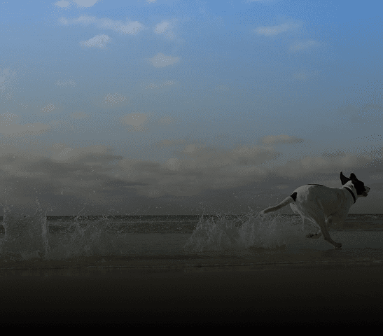 Energetic dog playing by the sea