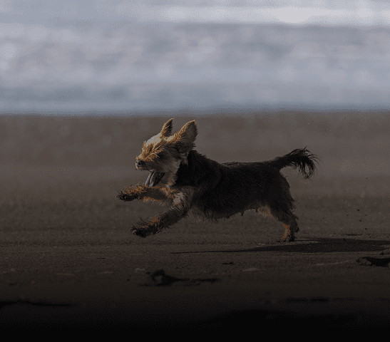 Dog running on a sandy beach