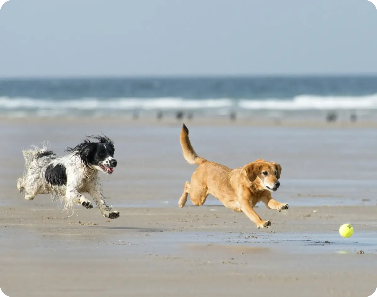Two dogs joyfully running on the beach near the water.